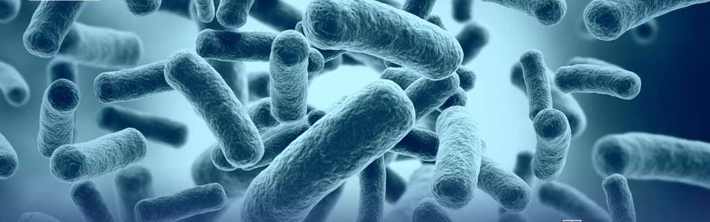 ¿Cuáles son las propiedades de los probióticos?